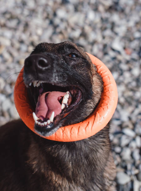 istock Belgian shepherd Malinois red color plays with a dog toy 1270825142