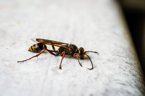 istock Wooden wasp Siricidae Symphyta on a smooth surface with probes macro 1270828371