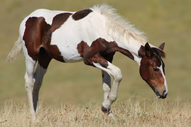 istock Wild Horse grazing in meadow 1270828608