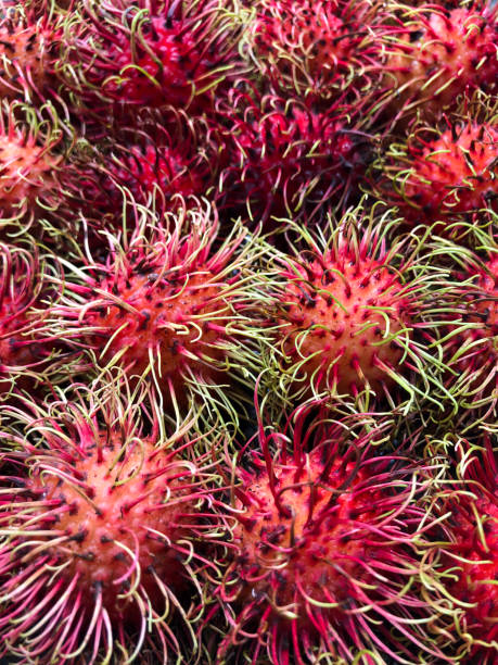 High angle view of rambutan fruits close-up