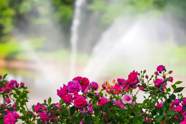 Rosarium, rose garden. Blooming pink roses in the summer garden, fountain in the background