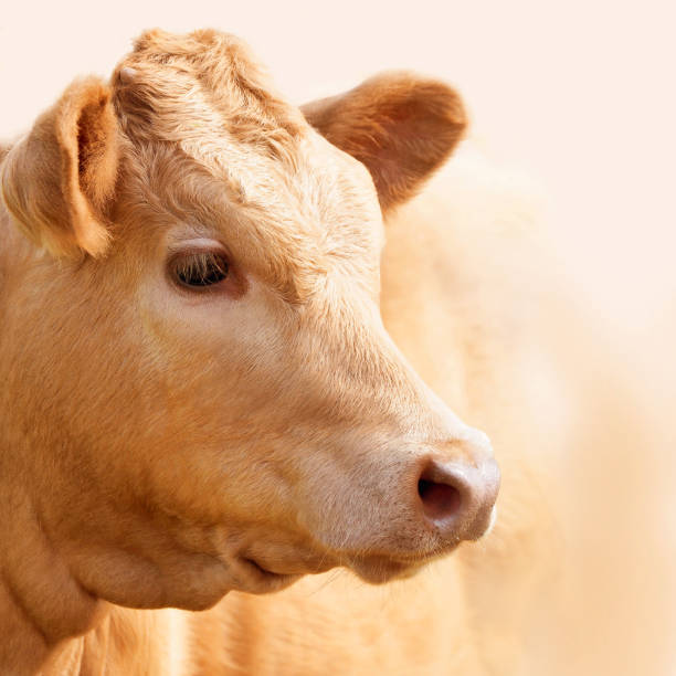 istock Young cow in peach color 1270832715