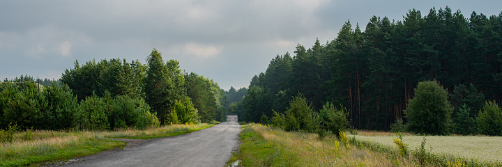 Old asphalt road going through a pine forest, cloudy weather. Summer season. Web banner. Ukraine. Europe.