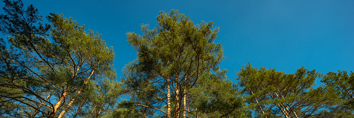 tops of the pine trees against the blue sky on a sunny day. Autumn season. Web banner. Ukraine. Europe.