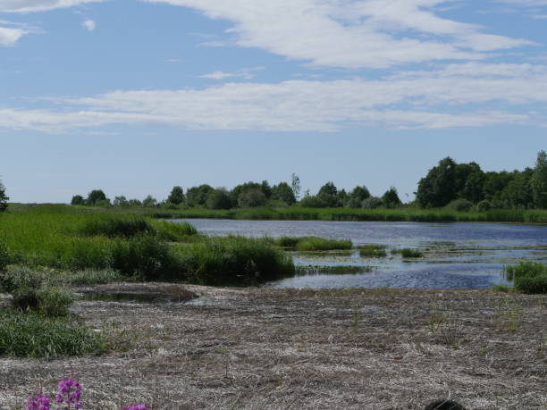istock swampy lake shore summer 1270833914