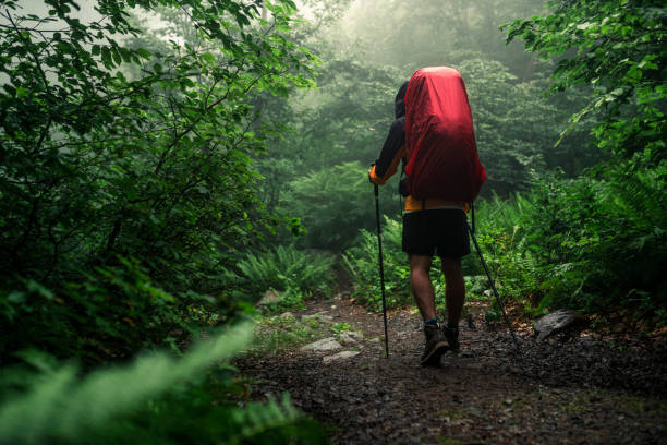 istock The traveler walks through the misty forest 1270833947