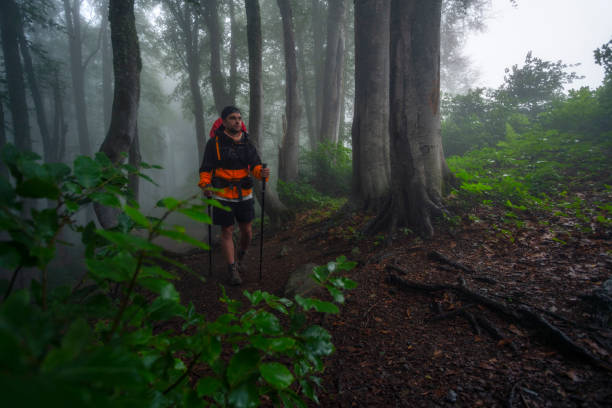 istock The traveler walks through the misty forest 1270833988