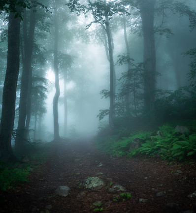 Misty foggy mountain landscape with fir forest and copyspace in vintage retro hipster style