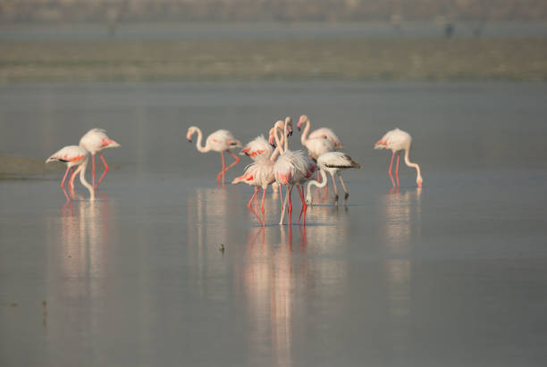 istock Greater Flamingos feeding 1270834274