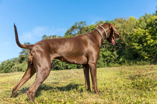 istock Brown hunting dog in the meadow. Help the hunter. 1270834411