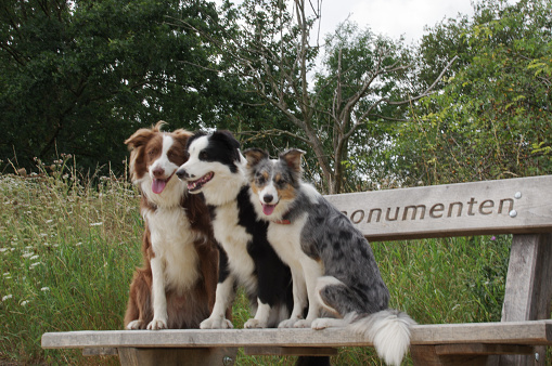 Posing border collies  sitting on a bench
