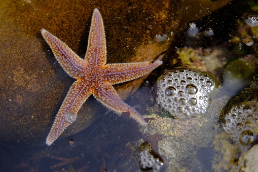Image of a starfish on a hand by the sea