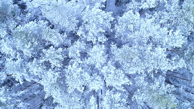 Winter forest landscape. The tops of trees in the snow from a bird's eye view.