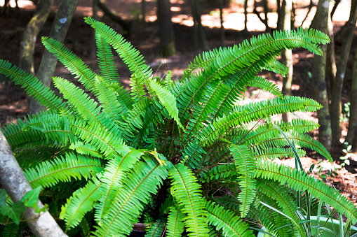 Lush Boston Fern in garden area.