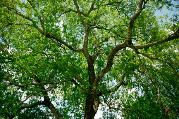 Full leafed tree providing shade from the heat.
