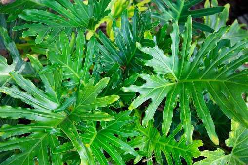 Large lush leaves of a thriving philodendron.