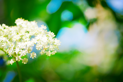 Blooming fresh natural branch of elderflower bush growing on a blurred background of green and blue colors in a summer sunny day.