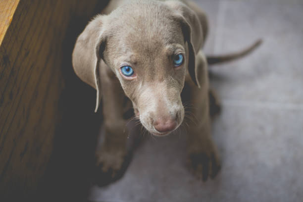 Stray puppies in Thailand