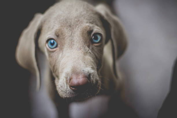 Grey little puppy Asian shepherd