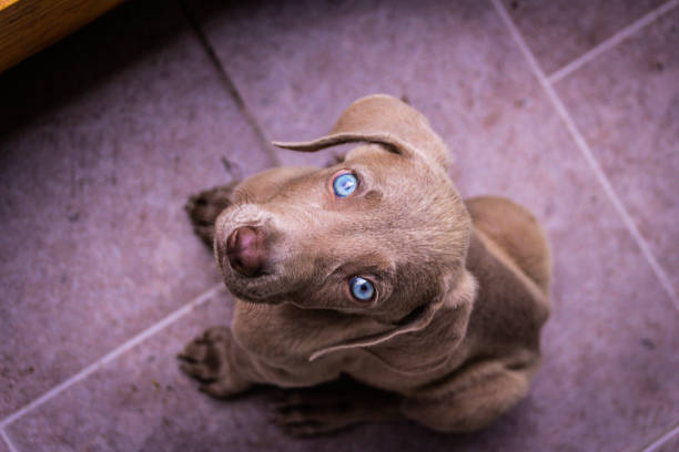 istock Weimaraner puppy dog photograph 1270838611
