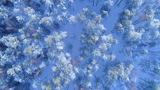 Winter landscape. Forest in the snow from a bird's eye view.