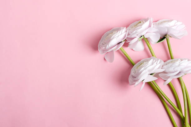 istock Festive invitation card with white fresh ranunculus flowers on a pastel pink background. 1270841002