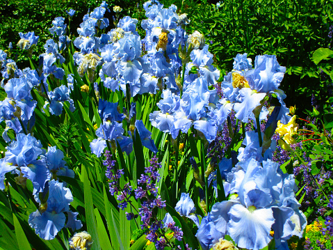Sweet Tall Bearded German Iris Flowers Close Up in Spring 2020
