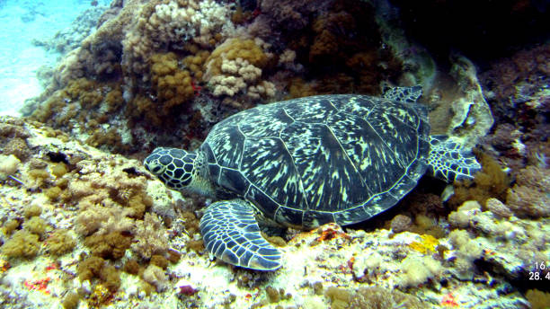 istock Green Turtle on Green Island 1270842547