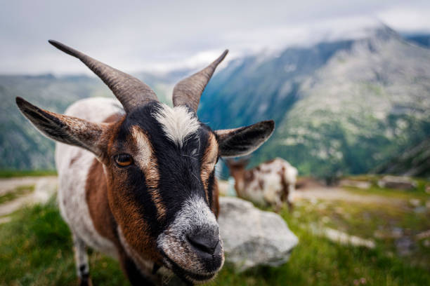 chèvres dans les pâturages dans les alpes en autriche tirol - goat willow photos et images de collection