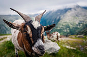 Goats in the pasture in the Alps in Austria Tirol