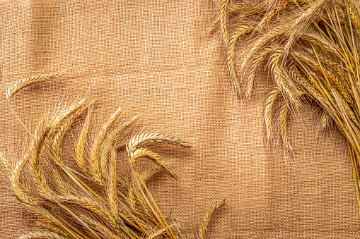 Grain field. Whole, barley, harvest wheat sprouts. Wheat grain ear or rye spike plant on linen texture or brown natural organic background, for cereal bread flour. Flat Lay, copy space.
