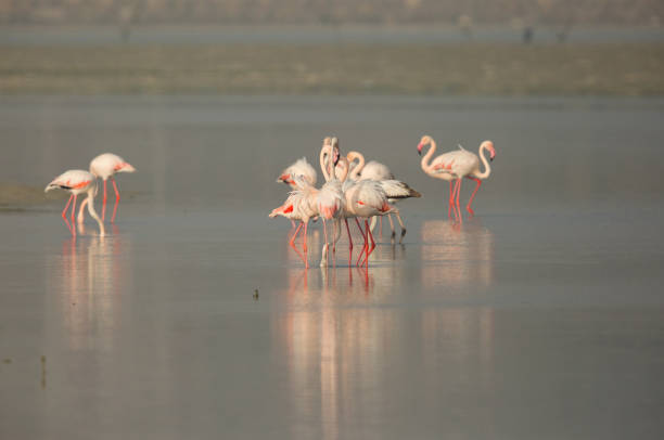 istock Greater Flamingos feeding during low tide 1270843392