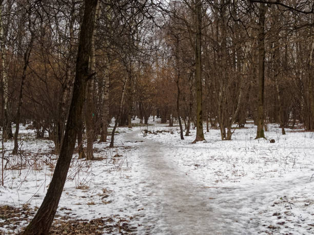 istock footprints on a path in the forest in winter 1270844375