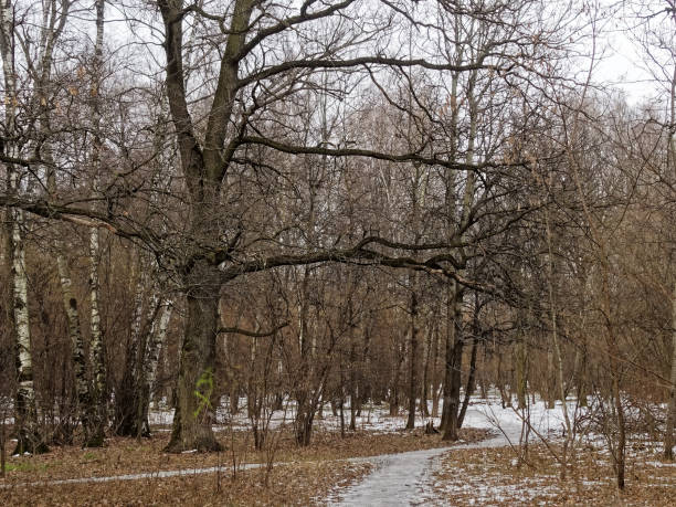 istock footprints on a path in the forest in winter 1270845085