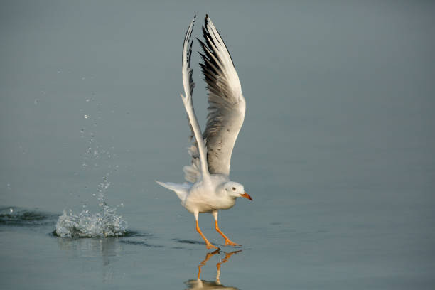 istock The slender-billed seagull taking flight with splash of water 1270845446