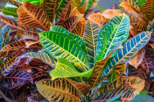 istock Thick juicy leaf of a large green plant 1270845595