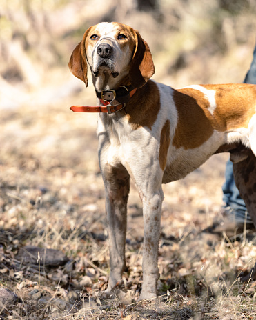 Image of a Redtick Coonhound stood proud