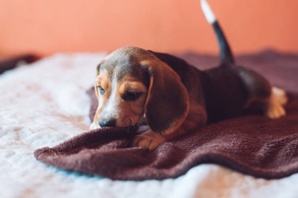 istock Two small hound Beagles dog playing at home on the bed 1270847100