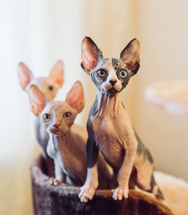 Hairless sphinx cats in a soft house at home