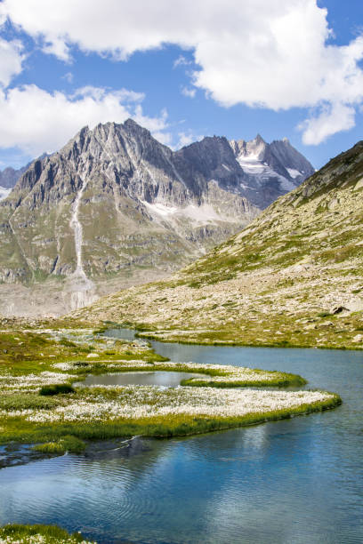 istock Maerjelensee at the Aletsch Glacier valley with cottengrass 1270847803