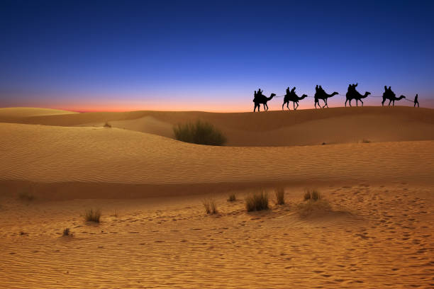 istock Camel caravan in desert sand dunes at sunset or dusk 1270848199