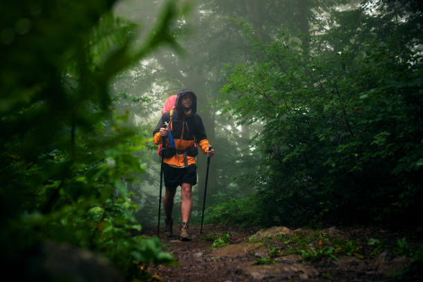 istock Traveler walks alone in the woods 1270849642