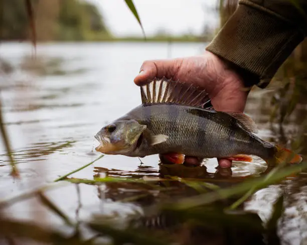 Angler lowers his perch catch back to the river carefully