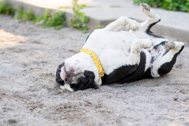 istock English Bulldog Rolling in the Sand 1270852598