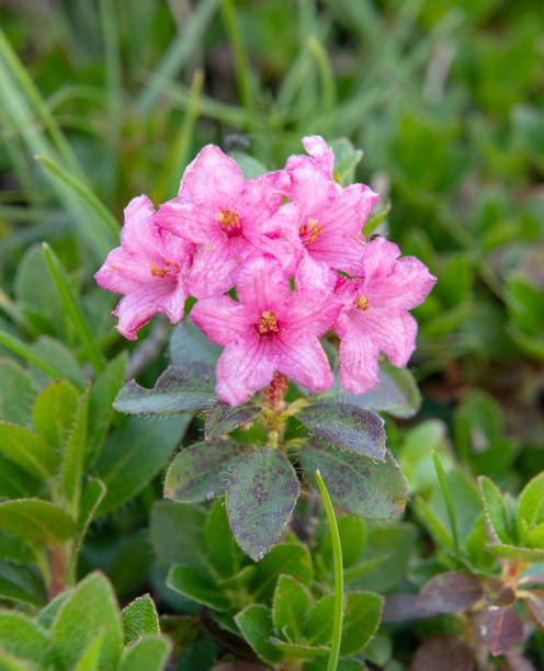 Rare protected alpine flower. Bewimperte Alpenrose, Almrausch (Rhododendron Hirsutum), Alpine Rose. Nikon D850. Converted from RAW.