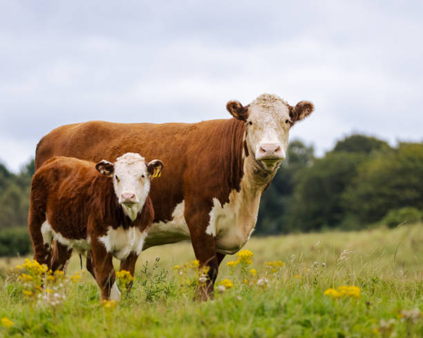 Cow and calf Calf stands next to its mother graze stock pictures, royalty-free photos & images