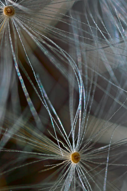 istock Seed of Dandalion in extreme macro 1270855059