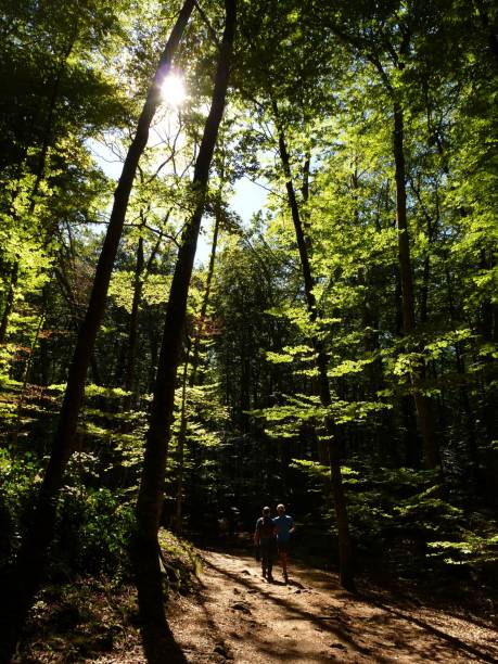 istock Beech forest in Olot, Catalonia Spain 1270855087