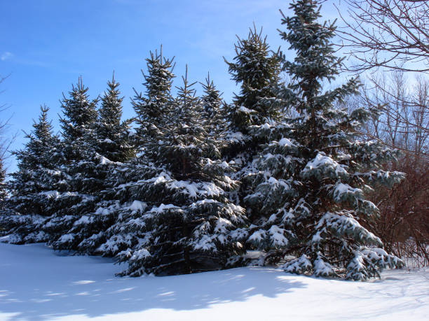 istock Pines in the snow 1270856058