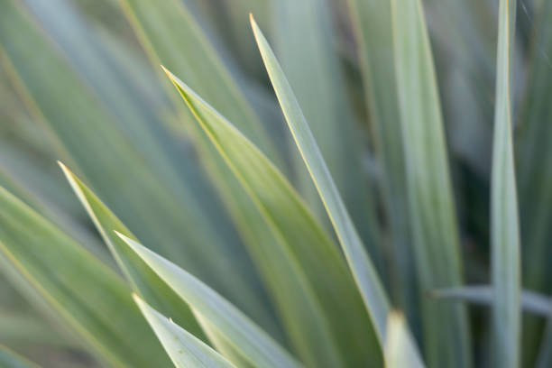 Green plant background. Soft focus Green plant background. Soft focus crostata photos stock pictures, royalty-free photos & images